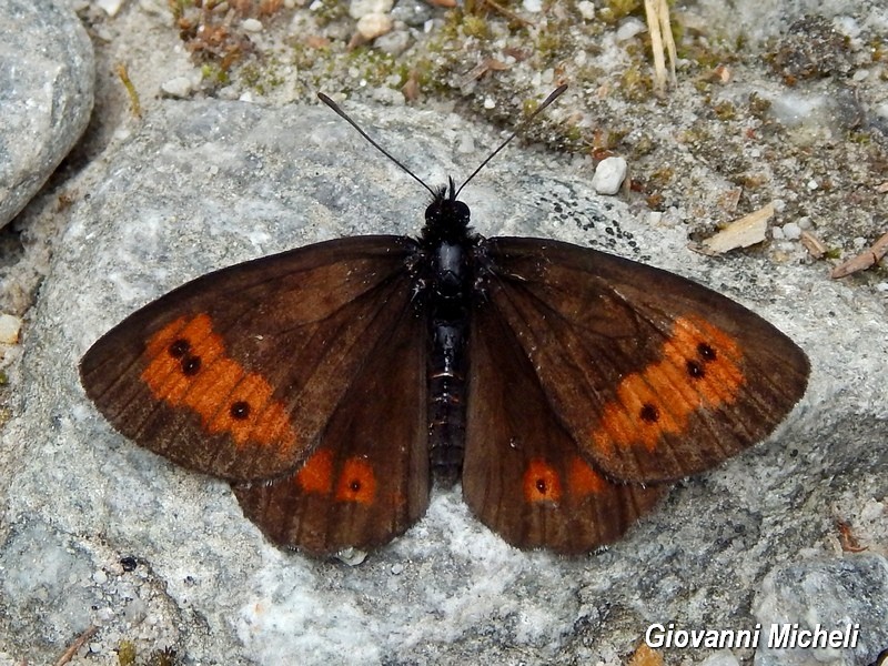 Erebia 2 da ID